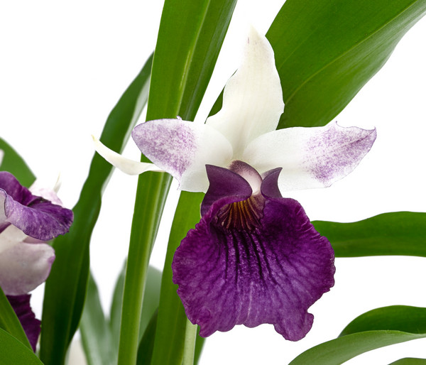 Cochleanthes-Orchidee - Cochleanthes hybride