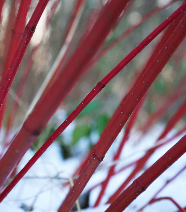 Rotholziger Hartriegel 'Sibirica'