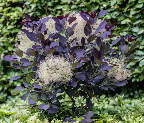 Perückenstrauch 'Royal Purple'