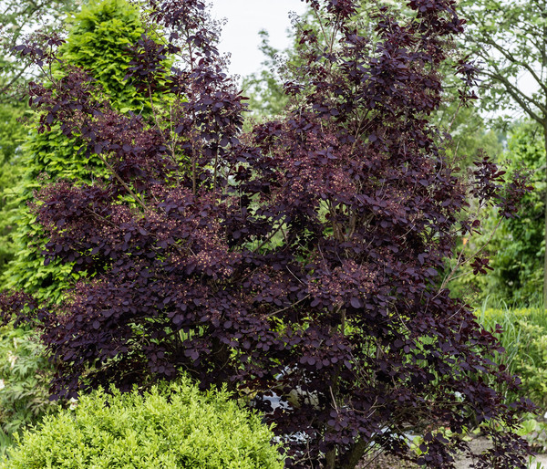 Perückenstrauch 'Royal Purple'