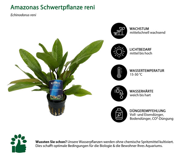 Dehner Aqua Amazonas Schwertpflanze reni - Echinodorus reni