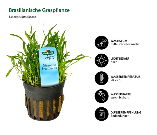 Dehner Aqua Brasilianische Graspflanze - Lilaeopsis brasiliensis
