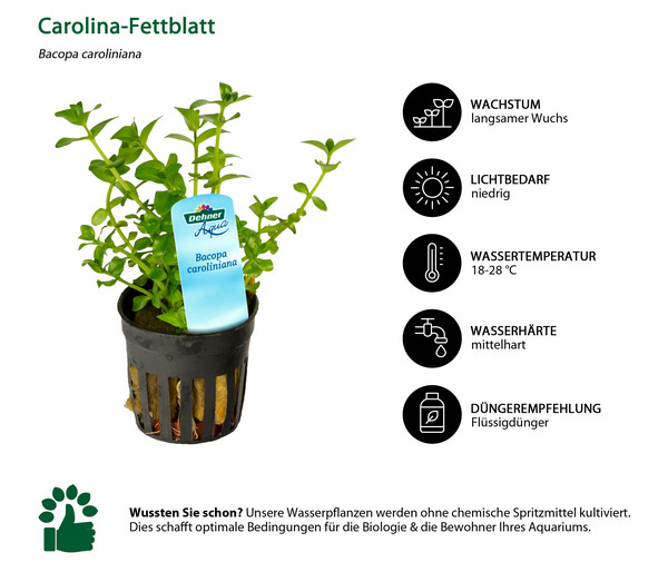 Dehner Aqua Carolina-Fettblatt - Bacopa caroliniana