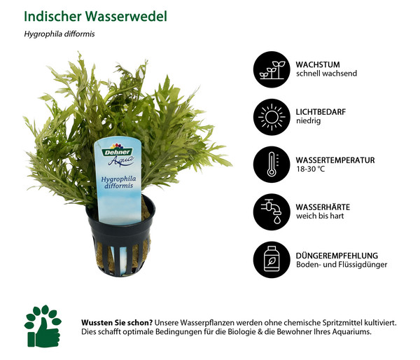 Dehner Aqua Indischer Wasserwedel - Hygrophila difformis