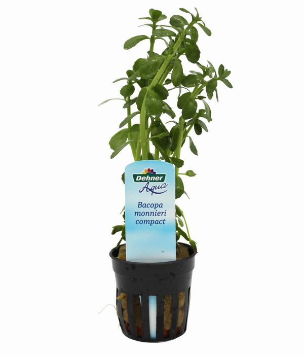 Dehner Aqua Kleines Fettblatt - Bacopa crenta monnierii