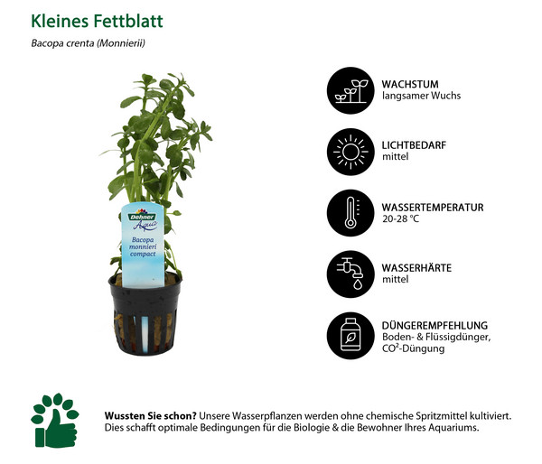 Dehner Aqua Kleines Fettblatt - Bacopa crenta monnierii