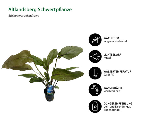 Dehner Aqua Premium Altlandsberg Schwertpflanze - Echinodorus altlandsberg