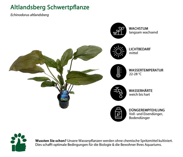 Dehner Aqua Premium Altlandsberg Schwertpflanze - Echinodorus altlandsberg