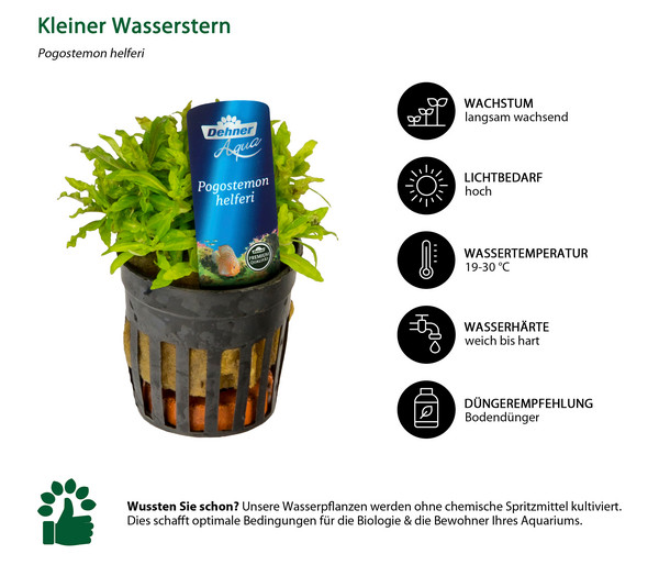 Dehner Aqua Premium Aquarienpflanzen-Set Premium, 15-teilig