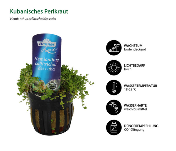 Dehner Aqua Premium Aquarienpflanzen-Set Vordergrund- & Bodendeckerpflanzen im Topf, 12-teilig