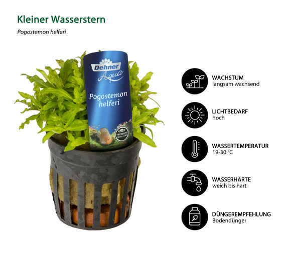 Dehner Aqua Premium Aquarienpflanzen-Set Vordergrund- & Bodendeckerpflanzen im Topf, 12-teilig