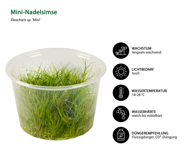 Dehner Aqua Premium Aquarienpflanzen-Set Vordergrund- & Bodendeckerpflanzen In vitro, 10-teilig