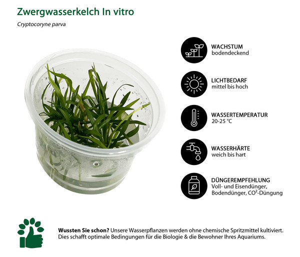 Dehner Aqua Premium Aquarienpflanzen-Set Vordergrund- & Bodendeckerpflanzen In vitro, 10-teilig