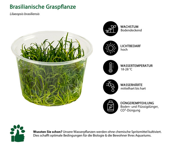 Dehner Aqua Premium Brasilianische Graspflanze In vitro - Lilaeopsis brasiliensis