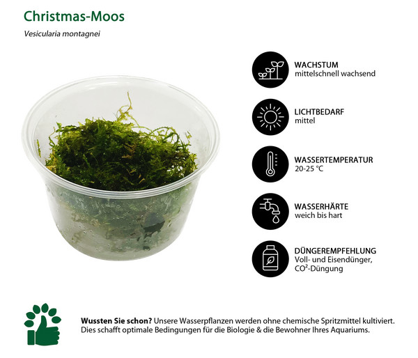 Dehner Aqua Premium Christmas-Moos - Vesicularia montagnei