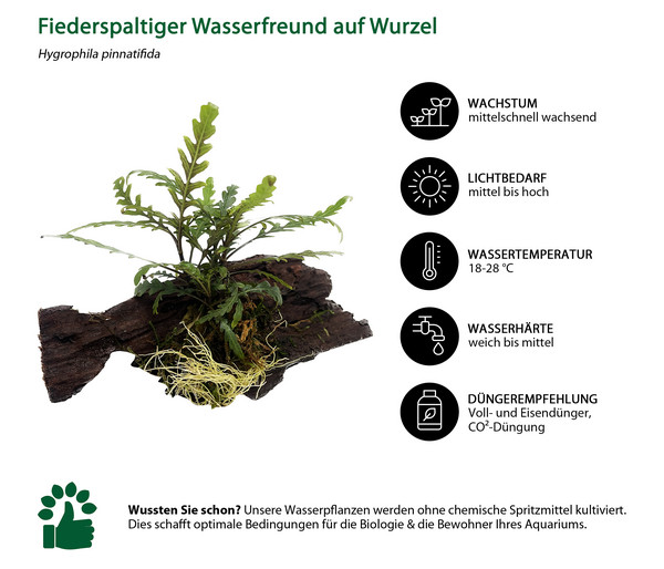 Dehner Aqua Premium Fiederspaltiger Wasserfreund auf Wurzel - Hygrophila pinnatifida