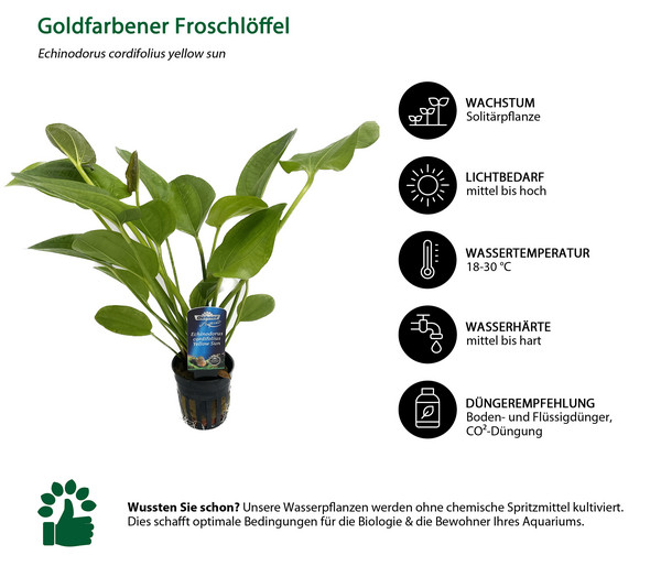 Dehner Aqua Premium Goldfarbener Froschlöffel - Echinodorus cordifolius yellow sun