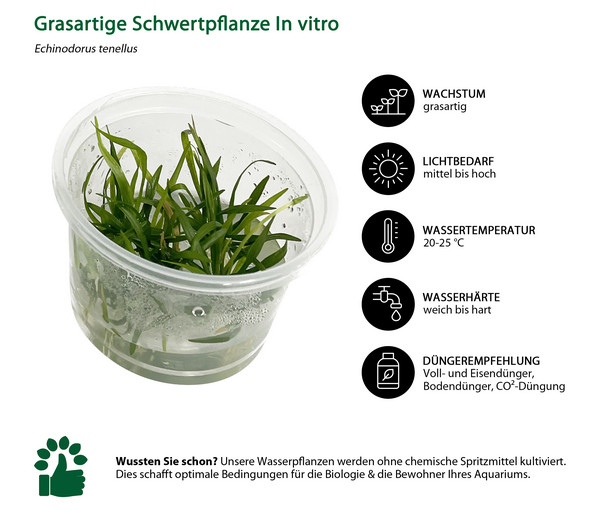 Dehner Aqua Premium Grasartige Schwertpflanze In vitro - Echinodorus tenellus