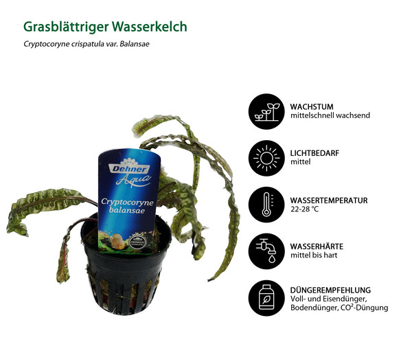 Dehner Aqua Premium Grasblättriger Wasserkelch - Cryptocoryne crispatula var. balansae