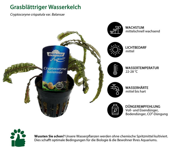 Dehner Aqua Premium Grasblättriger Wasserkelch - Cryptocoryne crispatula var. balansae