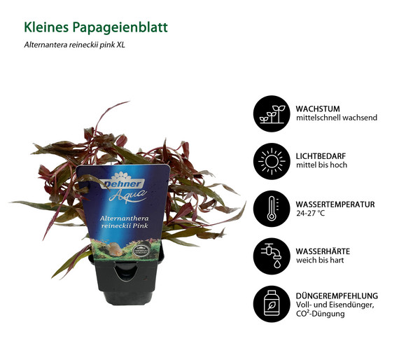 Dehner Aqua Premium Kleines Papageienblatt - Alternanthera reineckii pink XL