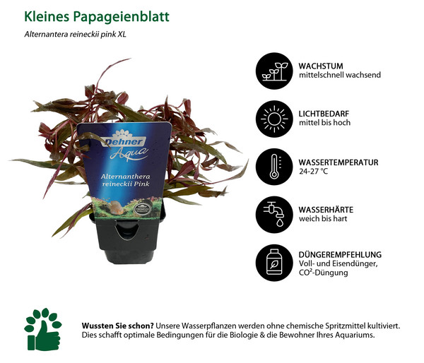 Dehner Aqua Premium Kleines Papageienblatt - Alternanthera reineckii pink XL