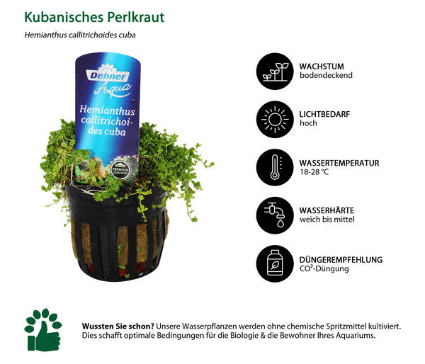 Dehner Aqua Premium Kubanisches Perlkraut - Hemianthus callitrichoides cuba