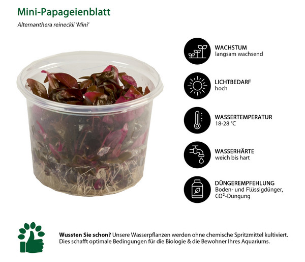 Dehner Aqua Premium Mini-Papageienblatt In vitro - Alternanthera reineckii Mini