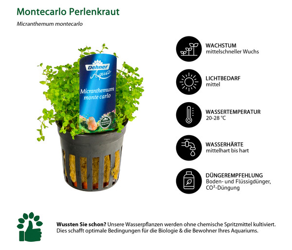 Dehner Aqua Premium Montecarlo Perlenkraut - Micranthemum monte carlo