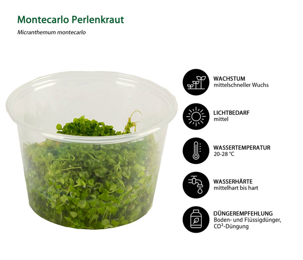 Dehner Aqua Premium Montecarlo Perlenkraut In vitro - Micranthemum montecarlo