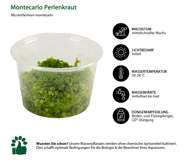 Dehner Aqua Premium Montecarlo Perlenkraut In vitro - Micranthemum montecarlo