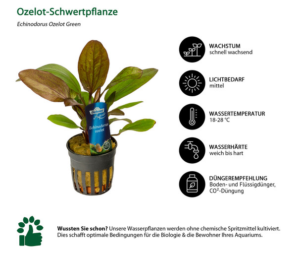 Dehner Aqua Premium Ozelot-Schwertpflanze - Echinodorus Ozelot Green