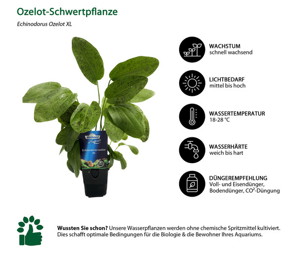 Dehner Aqua Premium Ozelot-Schwertpflanze - Echinodorus Ozelot XL