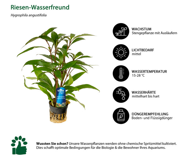 Dehner Aqua Premium Riesen-Wasserfreund - Hygrophila angustifolia