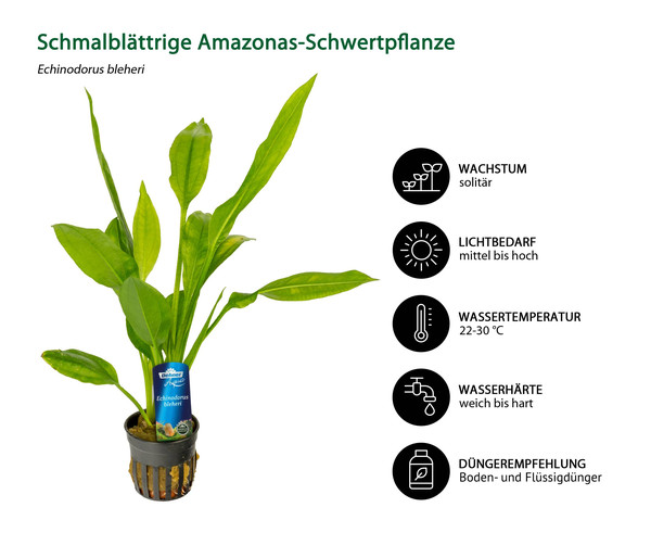 Dehner Aqua Premium Schmalblättrige Amazonas-Schwertpflanze - Echinodorus bleheri