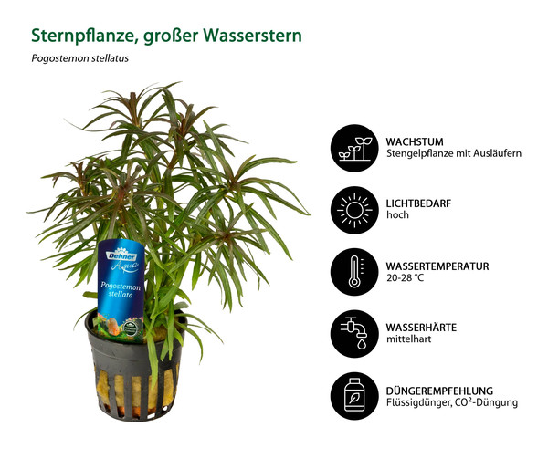 Dehner Aqua Premium Sternpflanze, großer Wasserstern - Pogostemon stellatus