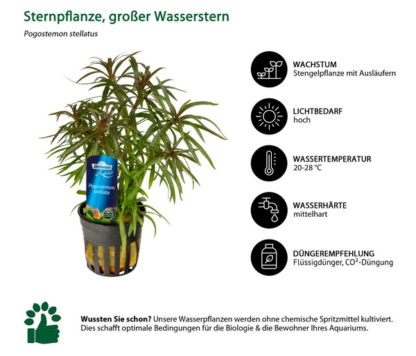 Dehner Aqua Premium Sternpflanze, großer Wasserstern - Pogostemon stellatus