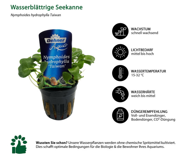 Dehner Aqua Premium Wasserblättrige Seekanne - Nymphoides hydrophylla Taiwan