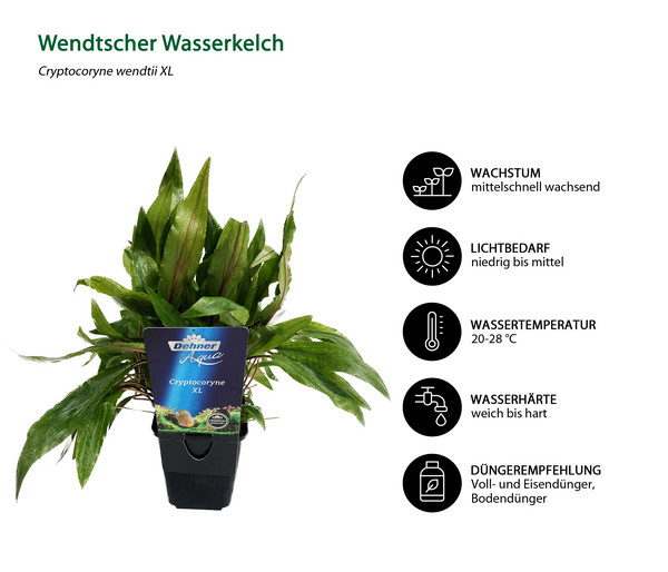 Dehner Aqua Premium Wendtscher Wasserkelch - Cryptocoryne wendtii XL