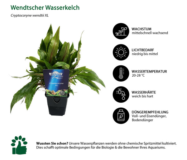 Dehner Aqua Premium Wendtscher Wasserkelch - Cryptocoryne wendtii XL