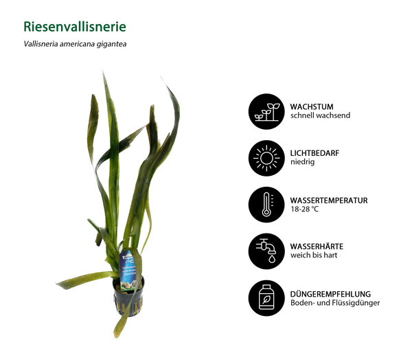 Dehner Aqua Riesenvallisnerie - Vallisneria americana gigantea