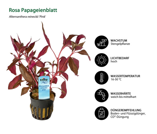 Dehner Aqua Rosa Papageienblatt - Alternanthera reineckii pink