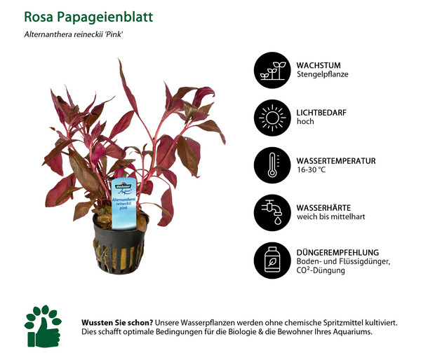 Dehner Aqua Rosa Papageienblatt - Alternanthera reineckii pink