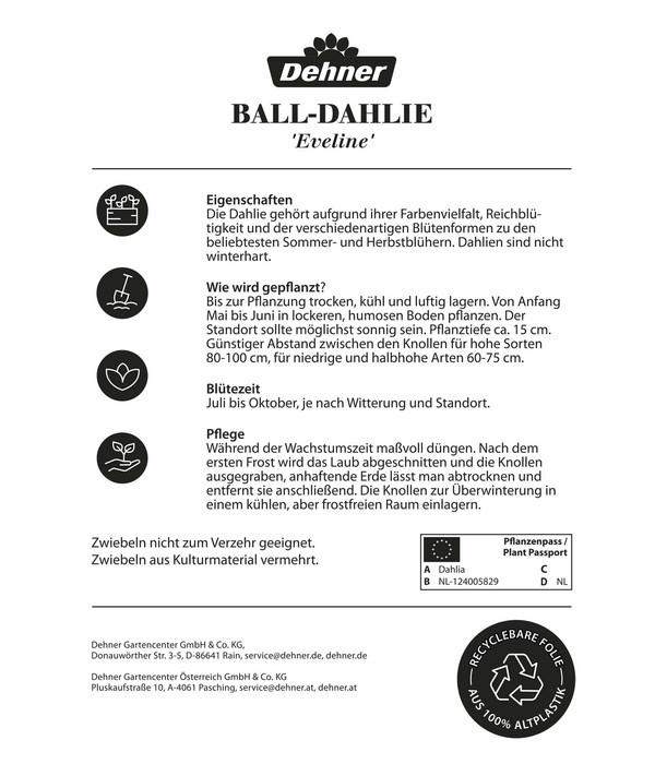 Dehner Blumenzwiebel Ball-Dahlie 'Eveline', 1 Stk.