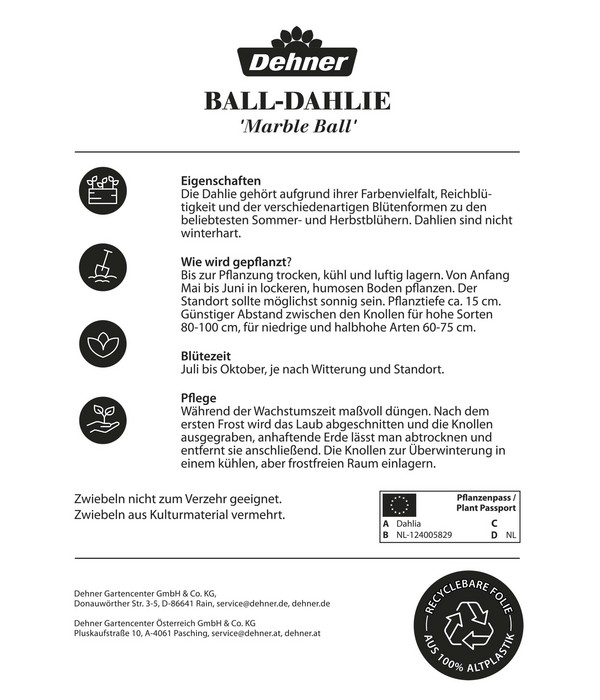 Dehner Blumenzwiebel Ball-Dahlie 'Marble Ball', 1 Stk.