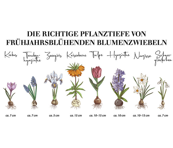 Dehner Blumenzwiebel Botanische Narzisse 'Minnow', 10 Stk.