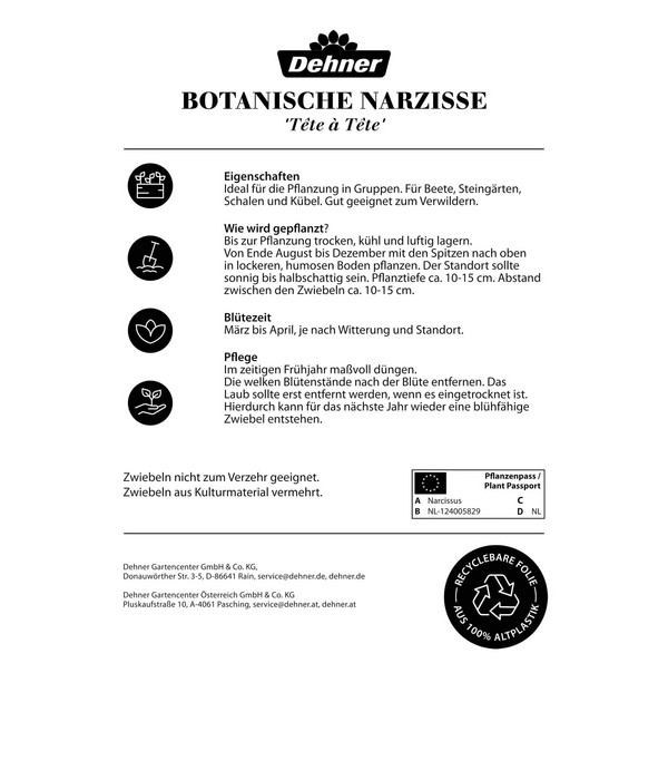 Dehner Blumenzwiebel Botanische Narzisse 'Tête à Tête', 25 Stk.