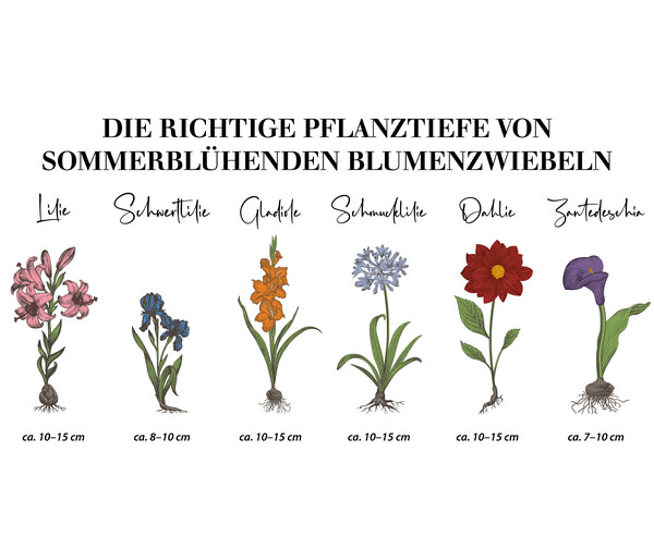 Dehner Blumenzwiebel Dahlien-Mischung 'Violetta', 3 Stk.