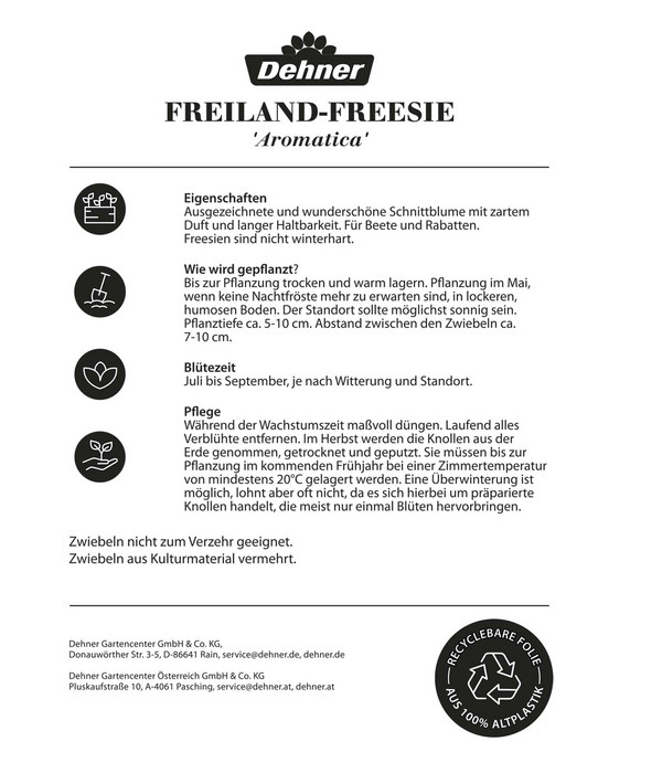 Dehner Blumenzwiebel Freesien-Mischung 'Aromatica', 50 Stk.