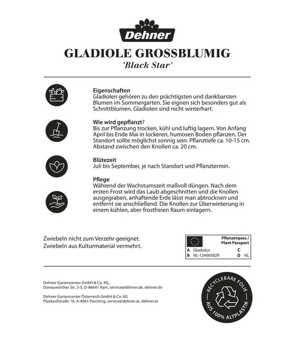 Dehner Blumenzwiebel Gladiole 'Black Star', 10 Stk.